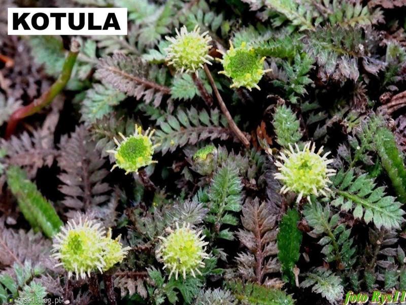 Kotula (Cotula potentillina) - wieloletnie.pl