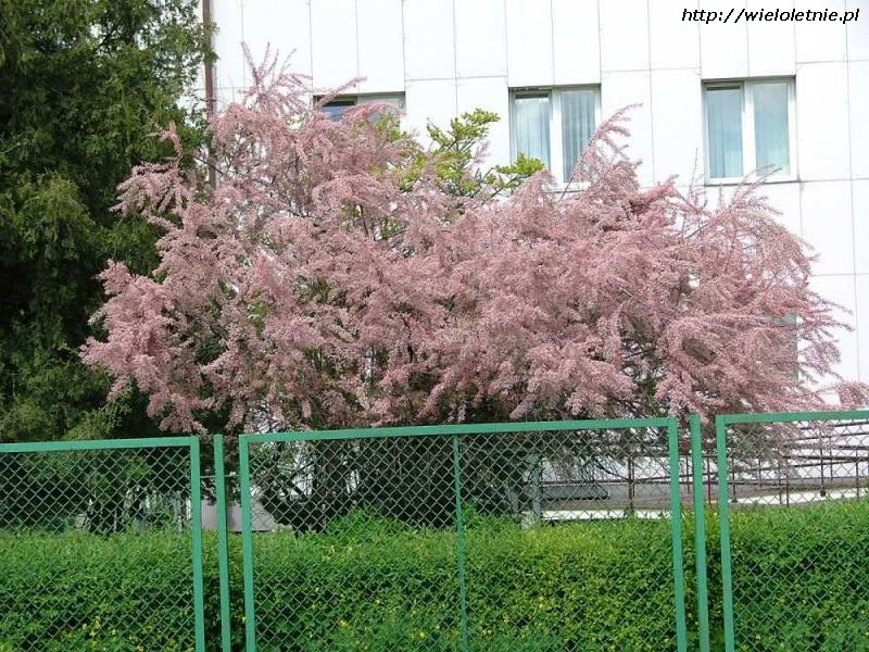 Tamaryszek (Tamarix parviflora) - wieloletnie.pl
