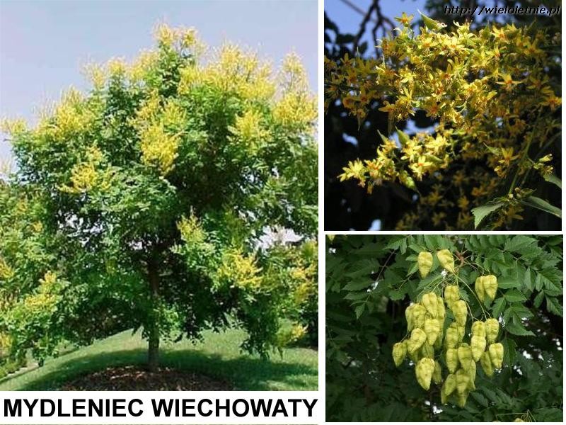 Mydleniec wiechowaty (Koelreuteria paniculata) - wieloletnie.pl
