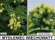 Mydleniec wiechowaty (Koelreuteria paniculata) - wieloletnie.pl