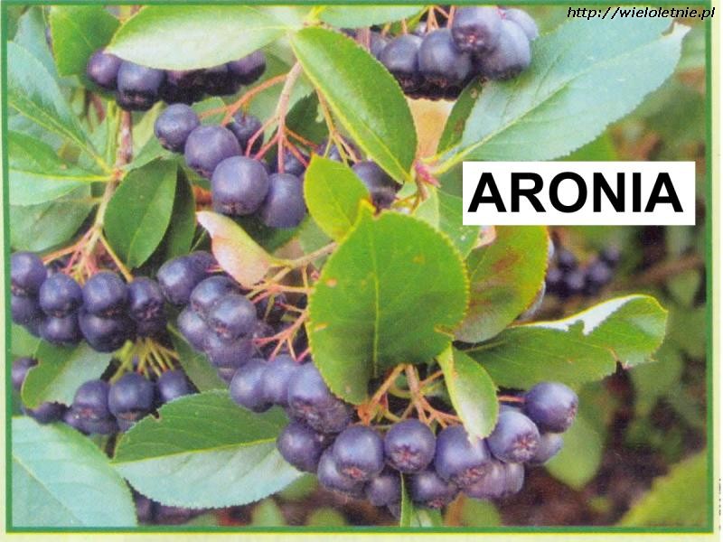 Aronia (Aronia) - wieloletnie.pl